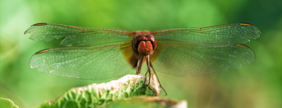 Red dragonfly perched on curled dried leaf amid lush green garden foliage with soft morning light, transparent wings, detailed body, and shallow focus background