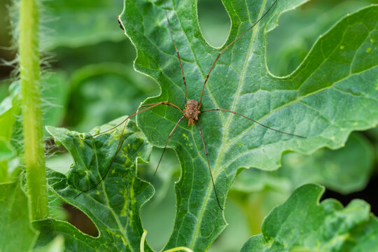 Harvestman spider resting on textured green leaf in garden close-up, delicate spindly legs and rounded body highlighted by soft morning light and natural foliage