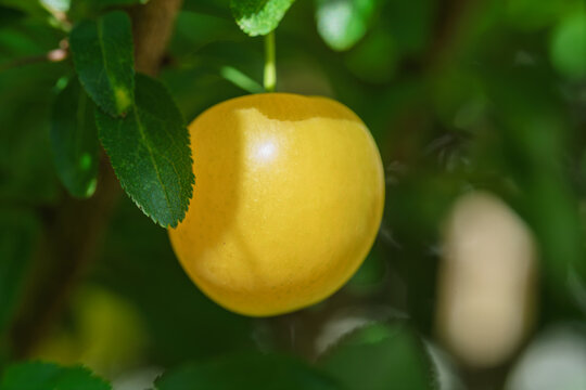 Ripe yellow plum hanging from leafy branch in soft dappled sunlight, glossy green leaves, close-up composition with gentle shadows and shallow depth of field, with plum, fruit, yellow, ripe detail