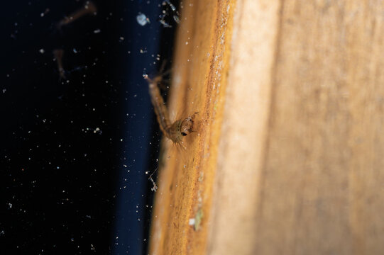 Small brown spider clinging to wooden door frame at night, with visible silk strands, dark background, warm wood texture, and detailed close-up focus, with spider, arachnid, brown, macro detail