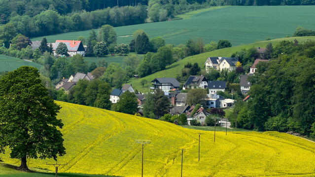 Rural german village houses in blooming canola field