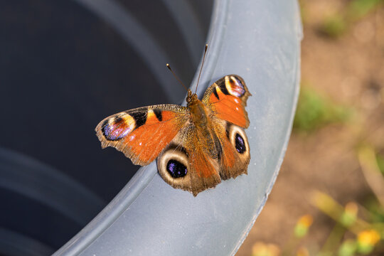 Close-up European peacock butterfly resting on curved pale surface with wings open, showing eye spots, textured scales, orange, brown, black patterning and iridescent detail