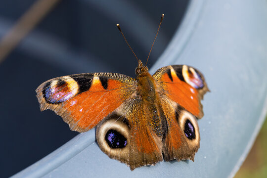 Close-up European peacock butterfly resting on curved pale surface with wings open, showing eye spots, textured scales, orange, brown, black patterning and iridescent detail
