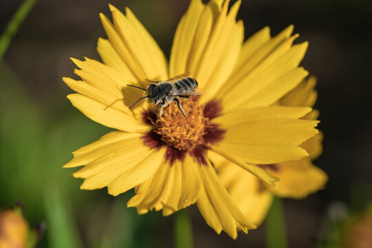 Small solitary bee feeding on bright yellow daisy center with detailed pollen coverage and shallow depth of field in warm sunlight, captured in garden setting, with bee, pollen, daisy, flower detail
