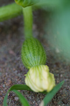 Close view of small green unfurling fern frond with hairy bud, fine grass blades, soft natural light, delicate woodland texture, fresh growth, and intimate botanical detail