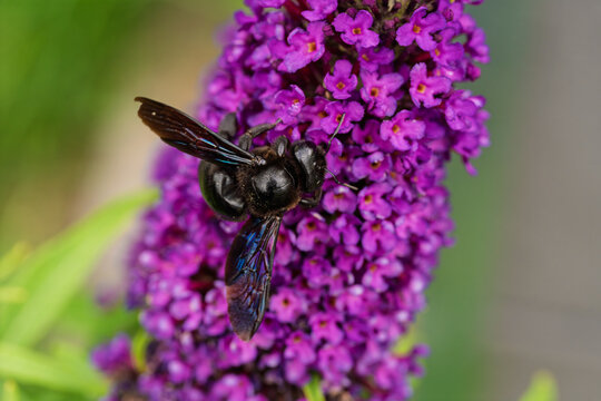 Black carpenter bee feeding on dense purple butterfly bush blossoms in bright garden close view with vivid color, shallow depth of field, fuzzy body, iridescent wings