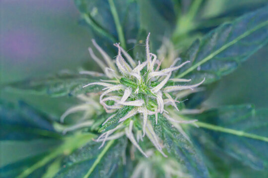 Closeup green spiky flower bud surrounded by textured leaves under soft natural light, showing delicate white filaments, emerging petals, rich garden detail, and shallow depth of field