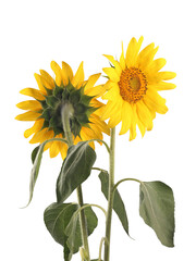 Fototapeta premium Two sunflower isolated on white