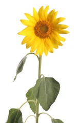 Fototapeta premium Sunflower isolated on white