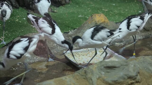 Pintails (Latin Recurvirostra avosetta) pecking at food on a tray at the zoo. Birds, ornithology, ecology.