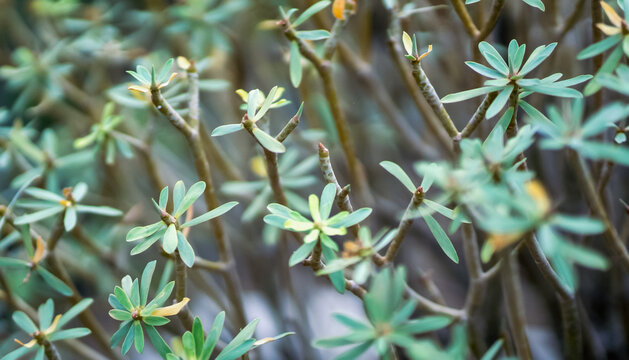 A bushes of Euphorbia balsamifera, exotic plants with green leaves.