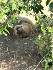 African lions resting under tree in Kenyan Savannah during safari  © Kelly