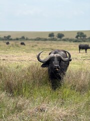 African Buffalo grazing in Kenyan savannah on safari © Kelly