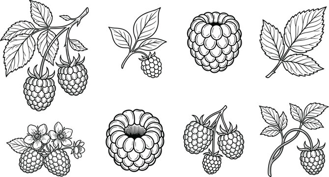 Vintage Hand Drawn Raspberry Vector Set with Detailed Blackberry Line Art, Blossoms, and Leaves for Organic Food Packaging and Engraving Style Branding