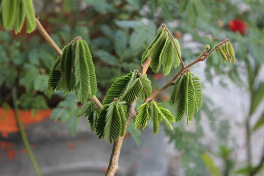 Sensitive Plant (Mimosa pudica) Folding Its Leaves