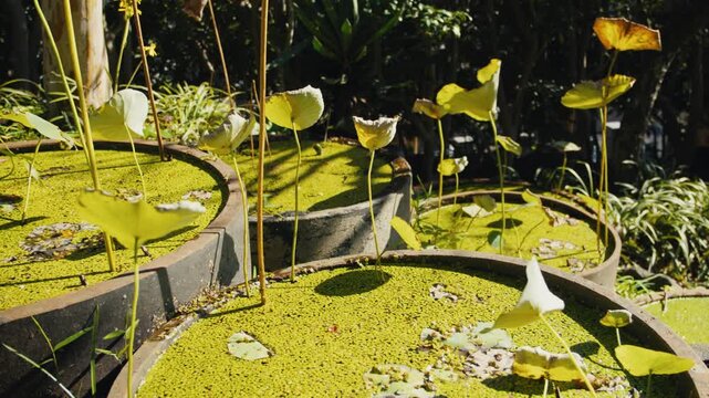 Water lilies and duckweed in a tiered garden pond
