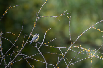 Mésange bleue © Laurent