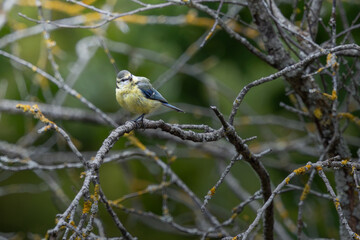 Mésange bleue © Laurent