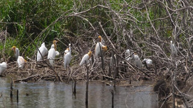 Cattle egrets with breeding plumage perch on dry branches by a pond under bright sunny daylight, natural habitat, static medium shot