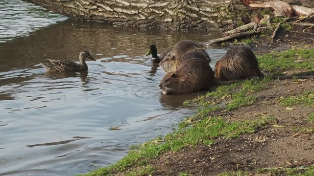 Nutria animals eating carrot on island in the Vivtava River, Prague, 4k