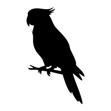 Cockatoo vector silhouette