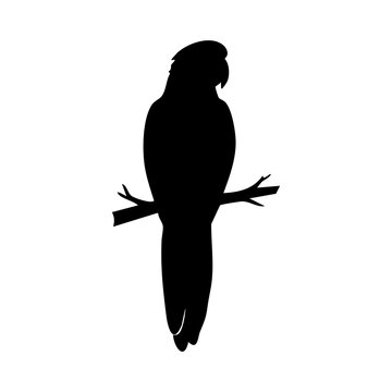 Cockatoo vector silhouette