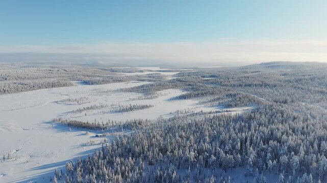 Aerial drone view of a snowy pine forest on a bright winter day. Cold fir trees covered in snow, seasonal winter nature background.