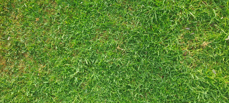 Green grass lawn turf texture background