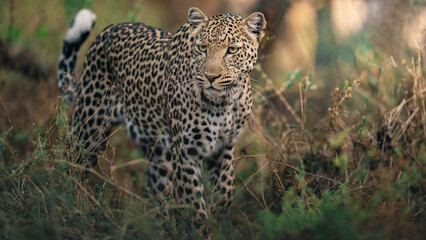 African Leopard Stalking Through Savanna Scrub, Botswana © Banu
