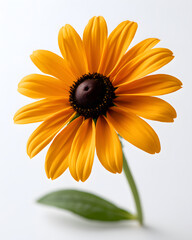 Stunning Black-eyed Susan Flower with Vibrant Golden Yellow Petals on a White Background © Thisisbest