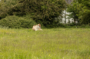 Obraz premium Cow laid down in a spring meadow