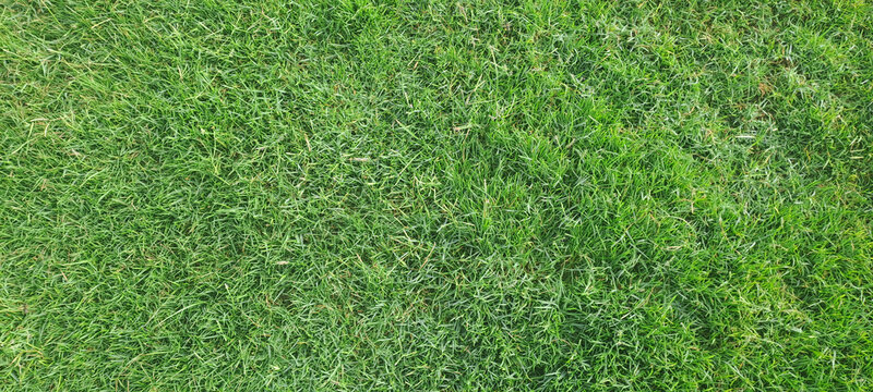 Green grass lawn field growing fresh background