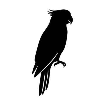 Cockatoo vector silhouette