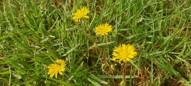 Yellow hawkweed flowers blooming in green spring grass