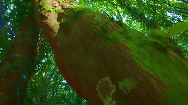 Slow motion close up of smooth tree trunk with green lichen and moss