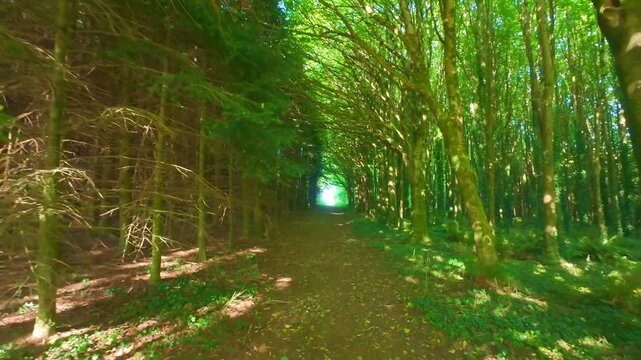 Slow motion sunlight at the end of forest tree tunnel path