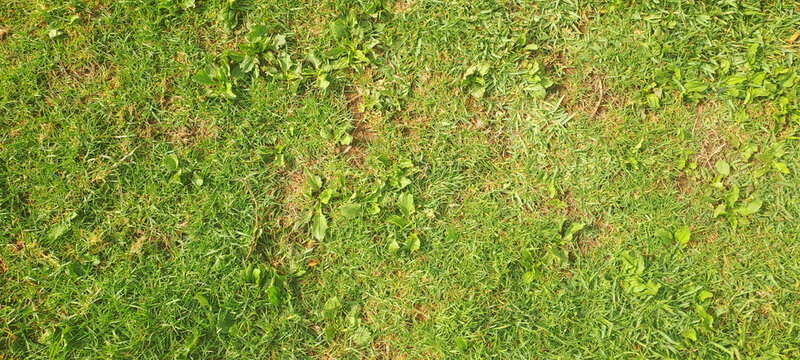 Green grass and weeds growing in a patchy lawn