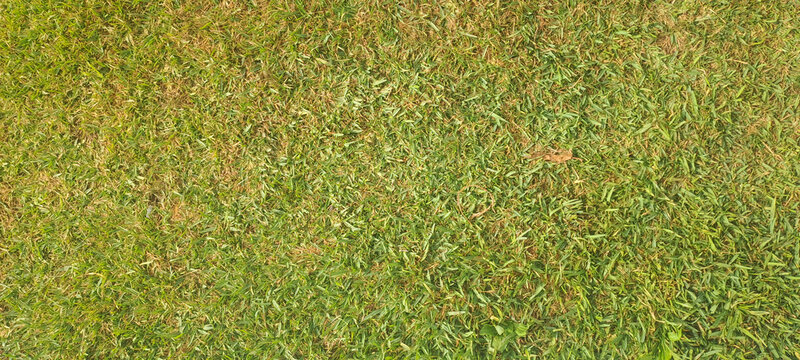 Green grass lawn surface texture background
