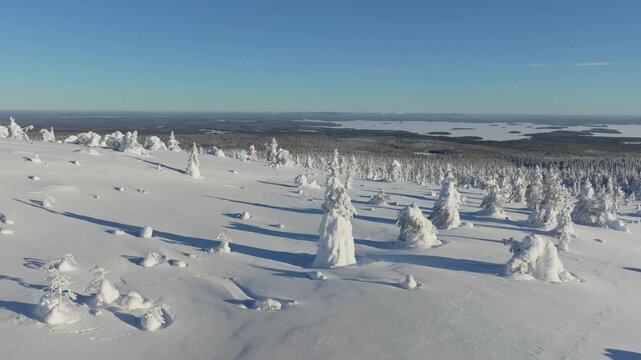 Aerial drone view of a snowy pine forest on a bright winter day. Cold fir trees covered in snow, seasonal winter nature background.