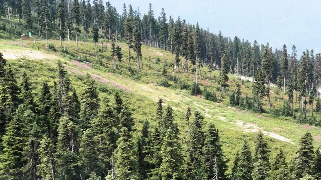 Whistler Mountain Trees from the chairlift, Blackcomb mountain in British Columbia on a sunny summer day