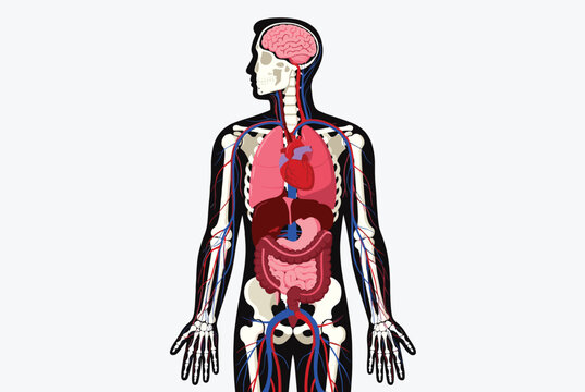 Comprehensive anatomical diagram of the human body showing the skeleton internal organs and blood circulation system.