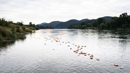 Naklejka premium A wide slow river with a trail of small candle floats drifting downstream below low wooded hills