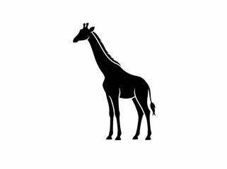 Fototapeta premium Silhouette of a giraffe standing still against white background