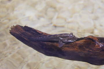 Obraz premium Mudskipper resting on a driftwood branch above shallow water