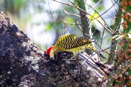 Green-barred Woodpecker (Colaptes melanochloros), an adult male perched on a lichen-covered tree trunk, showing its red crown, black nape, red malar stripe and distinctive black-barred yellow-green 