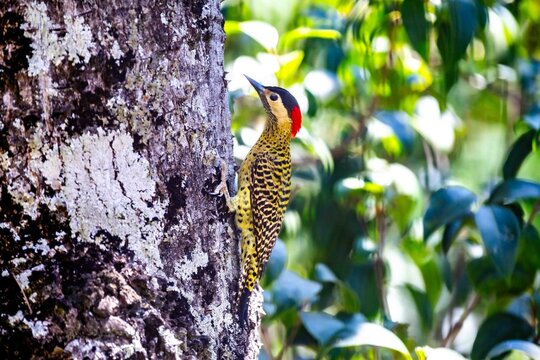 Green-barred Woodpecker (Colaptes melanochloros), an adult male perched on a lichen-covered tree trunk, showing its red crown, black nape, red malar stripe and distinctive black-barred yellow-green 