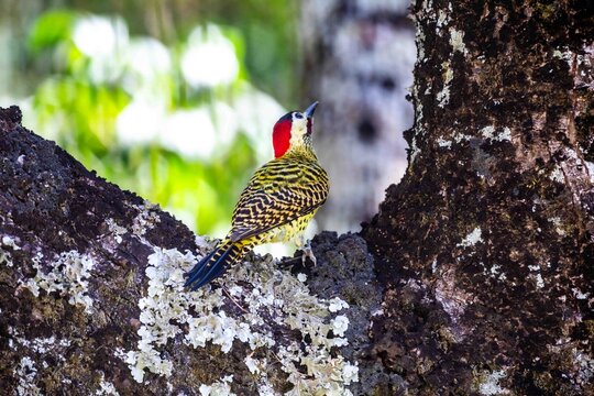 Green-barred Woodpecker (Colaptes melanochloros), an adult male perched on a lichen-covered tree trunk, showing its red crown, black nape, red malar stripe and distinctive black-barred yellow-green 