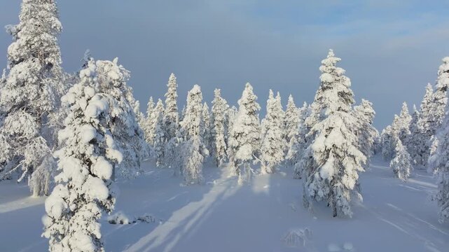 Aerial drone view of a snowy pine forest on a bright winter day. Cold fir trees covered in snow, seasonal winter nature background.
