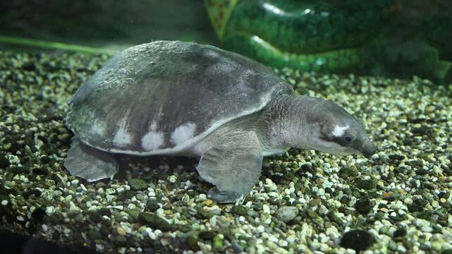 The pig-faced two-legged turtle swims under Marine life, reptiles, and subtropics.