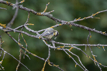 Mésange et sa plume © Laurent